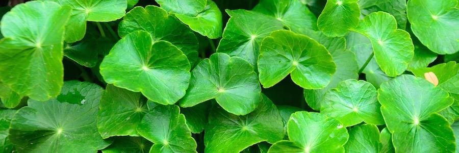 Cantella Asiatica Bella Scoop