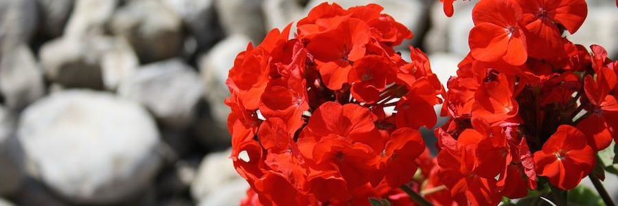 Geranium bella scoop